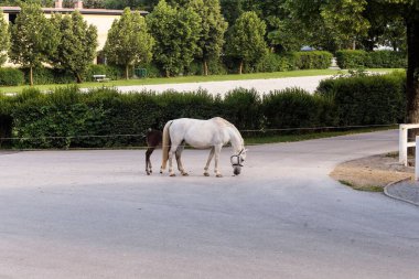 World famous Lippizaner horse in Lipica on stud farm in Slovenia clipart