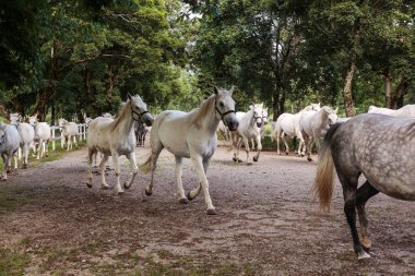 World famous Lippizaner horses in Lipica on stud farm in Slovenia clipart