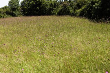 İçinde Jurinea Mollis çiçekleri olan tarla. İtalyancada buna Cardo del Carso denir.