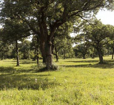 Slovenya 'nın Lipica sahasındaki meşe ağaçları