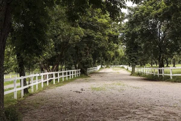 stock image Treelined country road in Lipica, Slovenia