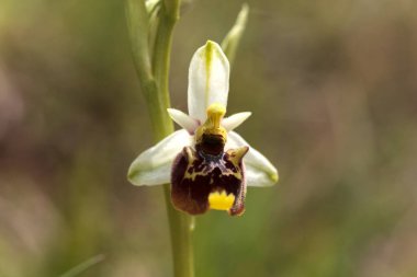 Çiçek açan Globularia 'ya yakın Alp tepesinde yuvarlak tüylü küçük çiçekler
