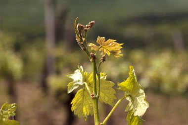 Bahar zamanı genç üzüm yapraklarına yakın.