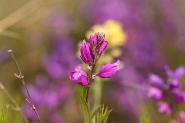Polygala vulgaris adı verilen Fuchsia çiçeği. Polygalaceae çiçeğinin daimi hebaceous bitkisi. Tipik bir duyarsız çayır türü.