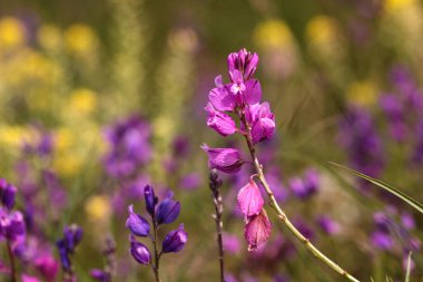 Polygala vulgaris adı verilen Fuchsia çiçeği. Polygalaceae çiçeğinin daimi hebaceous bitkisi. Tipik bir duyarsız çayır türü.