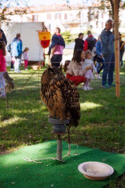 Mantova, İtalya - 15 Eylül 2024: Büyük Boynuzlu Baykuş açık hava tarihi canlandırması sırasında tünedi