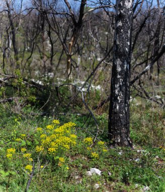 Burnt Trees in a herbaceous spring field, Brestovizza, Slovenia clipart