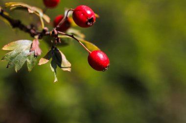 Rosa Canina üzümlerinin kapanışı doğanın güzelliğini gözler önüne seriyor. Rosa Canina 'nın büyüleyici detaylarını keşfedin doğa harikalarını gözler önüne sererken. Vahşi doğada Rosa Canina 'nın zengin renklerini deneyin..