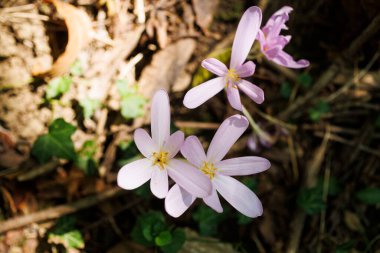 Autumn crocus ya da Colchicum Autumnale çiçeklerini kapat