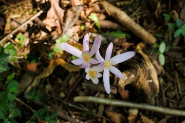 Autumn crocus ya da Colchicum Autumnale çiçeklerini kapat