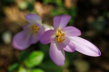 Autumn crocus ya da Colchicum Autumnale çiçeklerini kapat