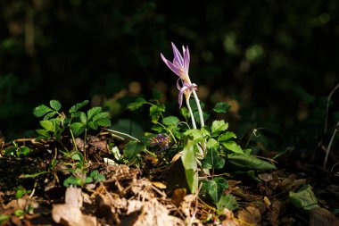 Autumn crocus ya da Colchicum Autumnale çiçeklerini kapat