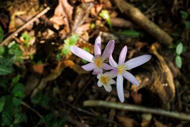 Autumn crocus ya da Colchicum Autumnale çiçeklerini kapat