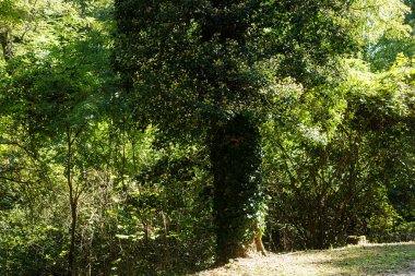 Hedera sarmaşığı ya da yaygın sarmaşıkla tamamen sarmalanmış bir ağaç gövdeyi ve dalları kaplayarak çarpıcı bir doğal doku ve büyüme görüntüsü yaratıyor.