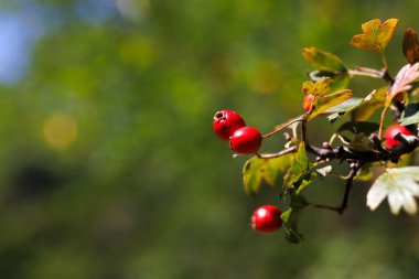 Close up of rosa canina berries showcasing the beauty of nature. Explore the stunning details of rosa canina as nature reveals its wonders. Experience the rich colors of rosa canina in the wild.