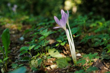 Autumn crocus ya da Colchicum Autumnale çiçeklerini kapat