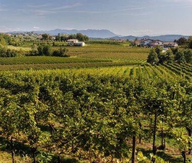 Panoramic view of the Cormons, typical local products vineyards and wines. Friuli Venezia Giulia, Italy clipart