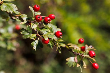 Rosa Canina üzümlerinin kapanışı doğanın güzelliğini gözler önüne seriyor. Rosa Canina 'nın büyüleyici detaylarını keşfedin doğa harikalarını gözler önüne sererken. Vahşi doğada Rosa Canina 'nın zengin renklerini deneyin..
