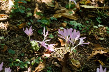 Autumn crocus ya da Colchicum Autumnale çiçeklerini kapat