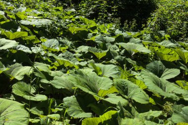 View of greenery, the Petasites plants clipart