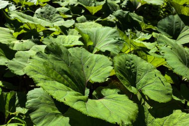 Yeşillik manzarası, Petasite fabrikalarını kapatma