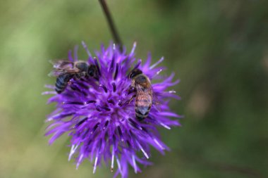 Top view of a Bee visiting a greater knapweed flower, Centaurea, in a wildflowers meadow, Tribil, Friuli Venezia Giulia, Italy clipart