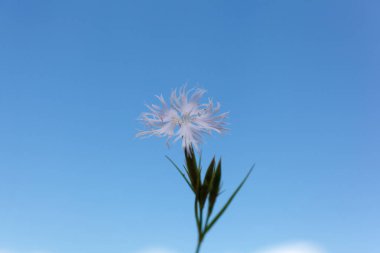 Close up of Flower of the carnation Dianthus hyssopifolius on blue sky clipart