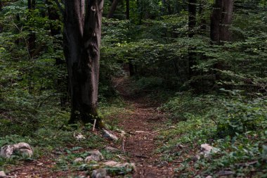 Tribil, Friuli Venezia Giulia, İtalya 'da yemyeşil bir alanda dolambaçlı, doğa yürüyüşleri ve açık hava keşifleri için sakin bir ortam sunan manzaralı bir orman patikası..