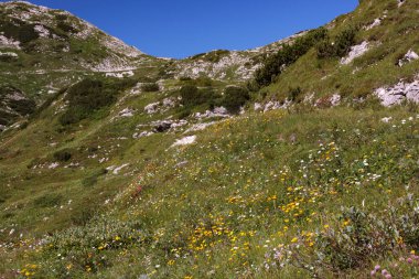 Çiçekler, Slovenya ve Julian Alps ile kaplı çayırın vadi panoramik manzarası