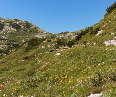 Çiçekler, Slovenya ve Julian Alps ile kaplı çayırın vadi panoramik manzarası