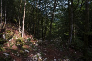 Slovenya, Lepena Vadisi 'ndeki Orman