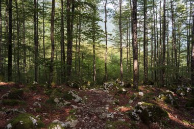 Slovenya, Lepena Vadisi 'ndeki Orman