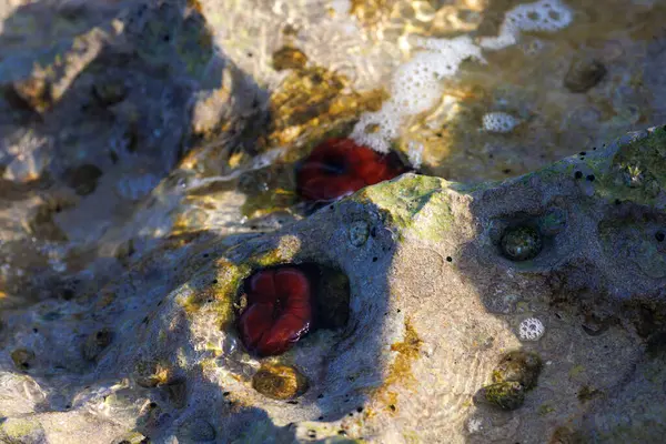 Kapalı erik şakayığı, boncuk anemonu veya kızıl deniz şakayığı (Actinia equina) deniz altı, Ege Denizi, Premantura, Hırvatistan