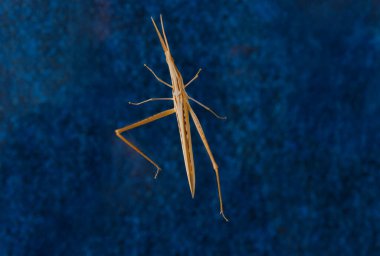 Acrida Ungarica 'nın yakınında. Çekirge türleri, tipik Acridini kabilesi.