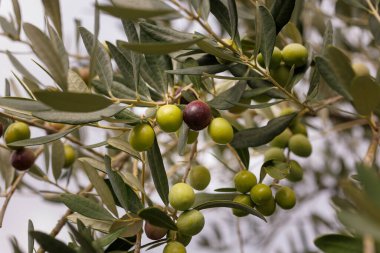 Olgun zeytinli zeytin dalına yakın çekim. Slovenya 'nın Cerje kentinde sonbahar