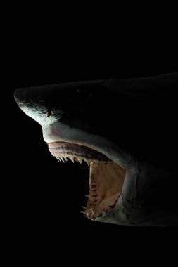 Carlotta Büyük Beyaz Köpekbalığı, Trieste Doğal Tarih Müzesi