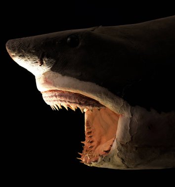 Carlotta Büyük Beyaz Köpekbalığı, Trieste Doğal Tarih Müzesi