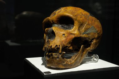 Homo Neanderthalensis 'in başı. Trieste 'nin Doğal Tarih Müzesi