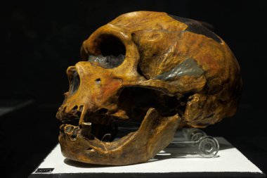 Homo Neanderthalensis 'in başı. Trieste 'nin Doğal Tarih Müzesi