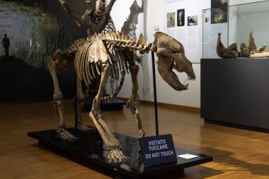 Ursus spelaeus. Bir mağara ayısının iskeleti, Trieste Doğal Tarih Müzesi