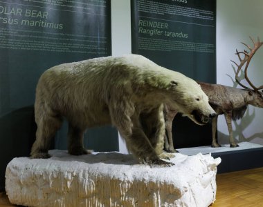 Ursus Maritimus, Kutup Ayısı. Trieste 'nin Doğal Tarih Müzesi