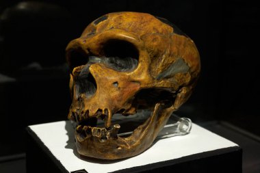 Homo Neanderthalensis 'in başı. Trieste 'nin Doğal Tarih Müzesi