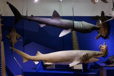 Altı solungaç köpekbalığı doldurulmuş. Trieste Doğal Tarihi Müzesi.