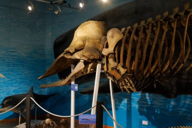 Kafatası Felsefesi makrosefesi. Trieste 'nin Doğal Tarih Müzesi