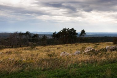 Ağaçlar tarlada, bulutlar gökyüzünde, Cerje. Slovenya