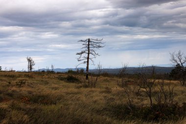 Dağın zirvesine giden yolda yalnız ölü bir ağaç, Slovenya