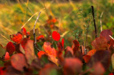 Slovenya sonbaharda Güzel duman ağacını kapat