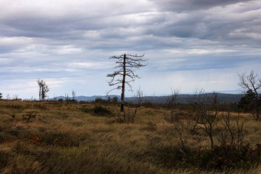 Dağın zirvesine giden yolda yalnız ölü bir ağaç, Slovenya