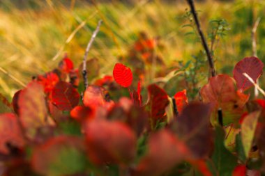 Slovenya sonbaharda Güzel duman ağacını kapat