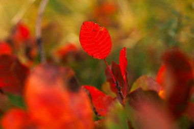 Slovenya sonbaharda Güzel duman ağacını kapat